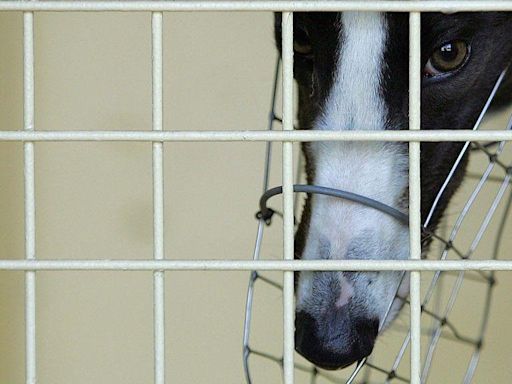 Dying for sport: Abuse claims rock Australian greyhound racing