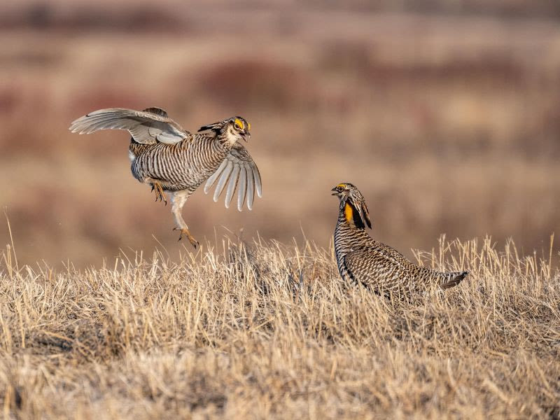 How to watch prairie chicken 'booming' mating behavior this spring