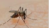 Dengue cases on the rise in Gurugram