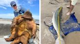 Fisherman Catches Gigantic 200-Pound Snapping Turtle, Then Lands World Record Gar