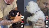 Dog chiropractic videos have exploded in popularity online. This viral TikTok pet doctor explains when to seek out care and what to expect.