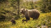 Thoughtless tourists leave cars to harass mother grizzly and cub at Jasper National Park