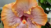 Inventing Your Garden: Enamored with hibiscus