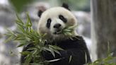 What’s cute, black and white, and returning to America? China is sending pandas back to D.C.