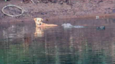 Cocodrilos ayudan a cachorro a escapar en río peligroso, sorprende a los científicos