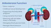 Aldosterone Function and Signs of Imbalance