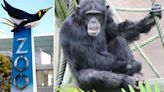 Chimp dies in brutal Edinburgh zoo scrap as love rivals clash in deadly duel