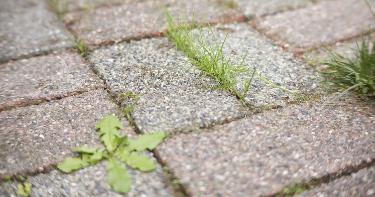 Remove weeds from patios in 1 hour with gardener’s amazing homemade weed killer
