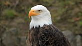 Baby bald eagle saved by Austin Wildlife Rescue after severe Texas storms