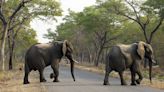 Spanischer Tourist von Elefanten in Südafrika totgetrampelt