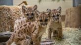 3 Orphaned Mountain Lion Cubs Find New Home at San Diego Zoo After Week-Long Rescue