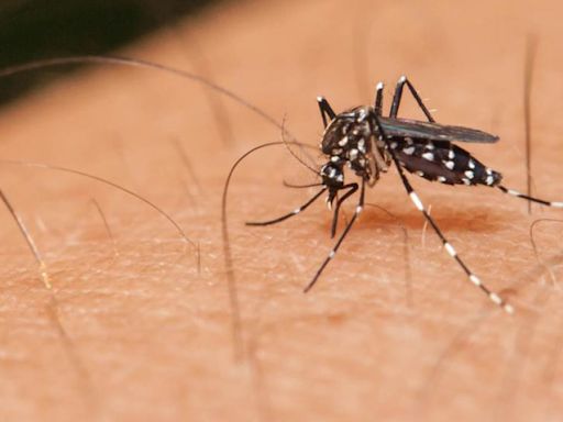 Beware, dengue cases on the rise in district - Star of Mysore
