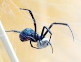 Latrodectus mactans