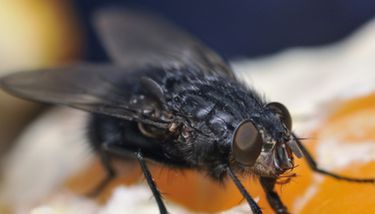 No sólo las cucarachas: plagas de las que debes cuidarte con el calor