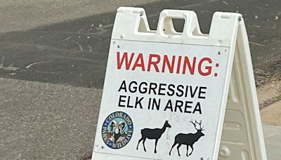 2 children attacked by elk 4 days apart in Colorado town