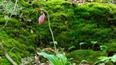 Steve Fagin: Lady slippers step out at Cockaponset State Forest