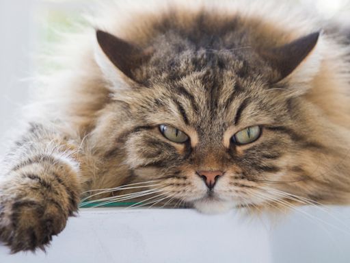 Siberian Cat Obsessed with Sitting in Goofy 'Bunny Pose' Is Impossible to Resist