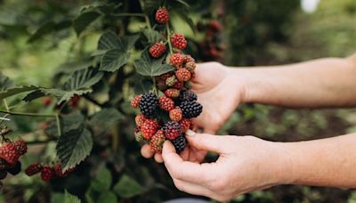 Comment bien choisir les fruits rouges ?