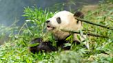 Giant Pandas