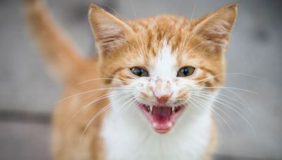 32 cat breeds with the biggest meows