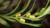 Tiny fern breaks world record for largest genome on Earth — with DNA stretching taller than the Statue of Liberty