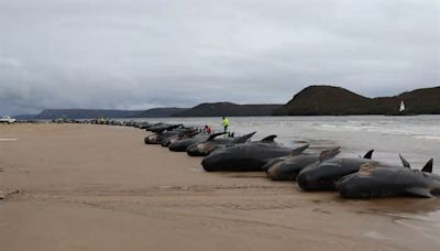 Over 100 pilot whales stranded on beach as biologists race to rescue