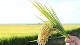 Governo aporta recursos para importação de arroz e autoriza venda ao varejo