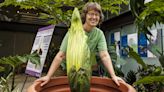 Plug your nose! Malodorous corpse flower to bloom soon at Como Park Zoo and Conservatory