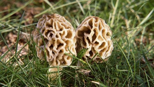 DNR releases morel mushroom hunting map: Best spots to find them