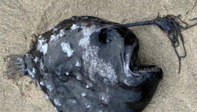 Rare sighting of "unusually fascinating" deep-sea fish in Oregon