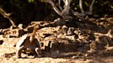 "Solitario George", la última tortuga de Galápagos de su tipo, protagonizará corto animado