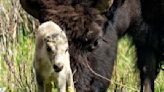 Reported birth of rare white buffalo calf in Yellowstone park fulfills Lakota prophecy