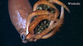 Squid With ‘Giant’ Eggs Could Be A New Species