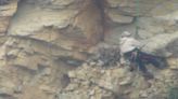 Watch: Thief abseils down cliffside to steal peregrine falcon eggs