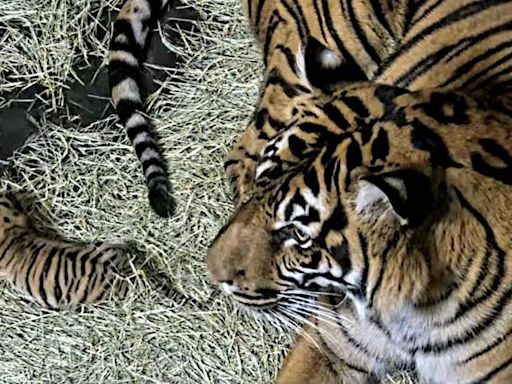 Sumatran tiger cub born at San Diego Zoo Safari Park