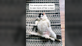 Watch five-legged cat prance and play in viral TN TikTok. ‘Giving her the best life’