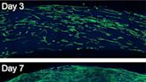 Aligned peptide 'noodles' could enable lab-grown biological tissues