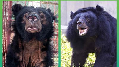 Sanctuary's 'Most Traumatized Bear' Is Living a Life 'of Hope and Happiness' a Year After Her Rescue