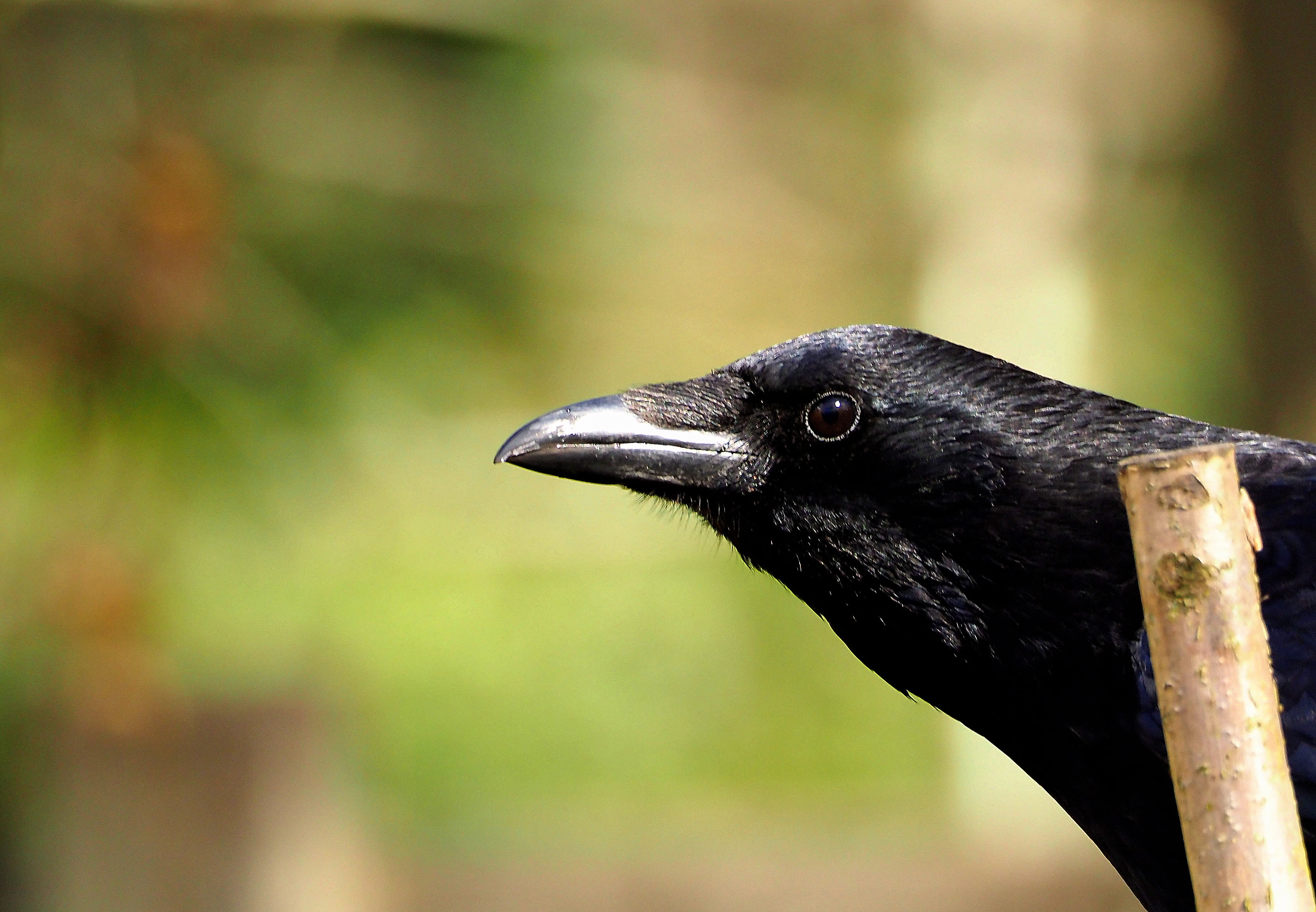 Crows Can 'Count' Up to Four Like Human Toddlers, Study Suggests