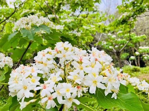 《好客竹縣》春季賞花攻略！漫遊竹縣 踏尋繽紛花海美景 | 蕃新聞