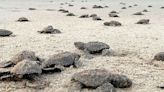 Nacen en playas michoacanas las primeras tortugas golfinas de la temporada