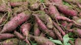 4 Clear Signs It's Time to Harvest Sweet Potatoes, Plus How to Do It Right