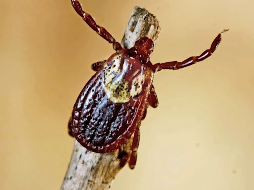 Tick season altered by Michigan’s second warmest winter