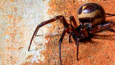 A Spider Was Filmed Eating a Shrew, And You Can't Unsee This