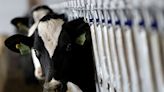 Opinion | To stop a pandemic before it starts, protect dairy workers from H5N1