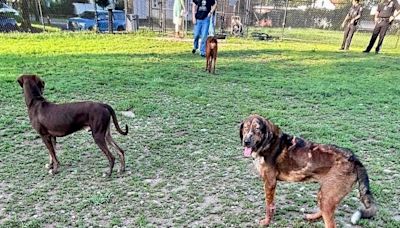 These dogs were left abandoned in a Bucks County dog park with a note. What it said