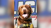 Retired Jonesborough Police Department K9 Loki peacefully passes away