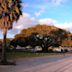 Moreton Bay Fig Tree (Santa Barbara, California)