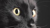 A cat’s sense of smell is as powerful as a dog’s, but used for different purposes