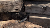 Las redes sociales se divierten por serpiente de cascabel que comió tanto que luego no entraba en su cueva